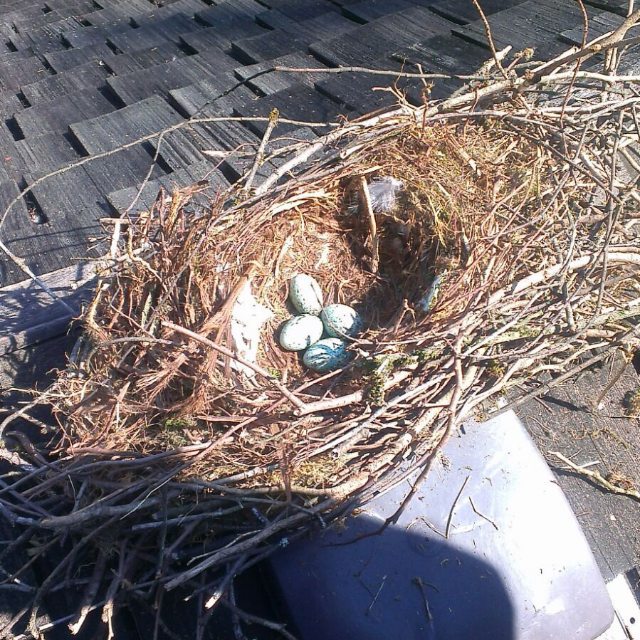 We remove birds and nests.